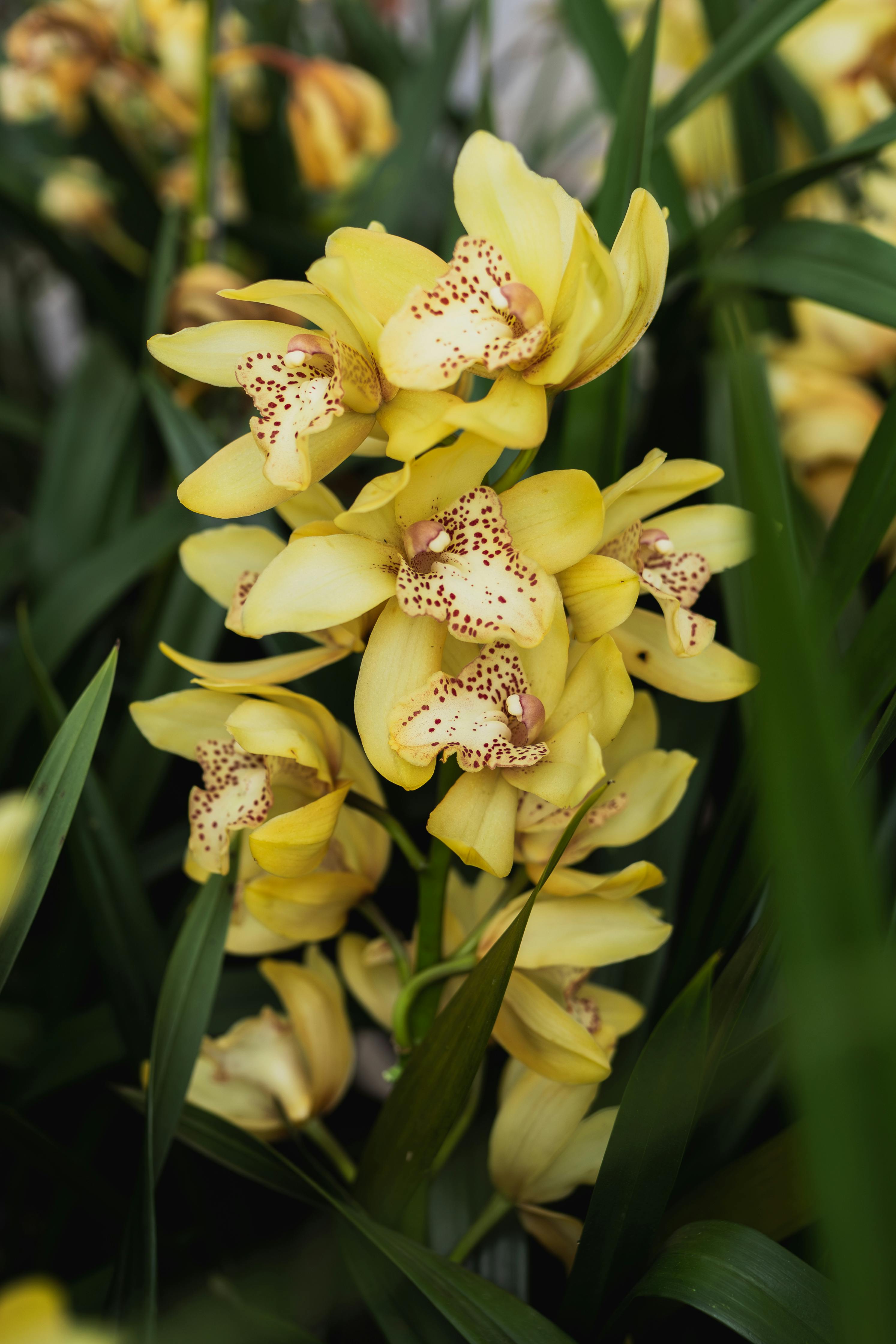 Close-up of vibrant yellow orchid flowers with dotted petals showcasing natural beauty and elegance.