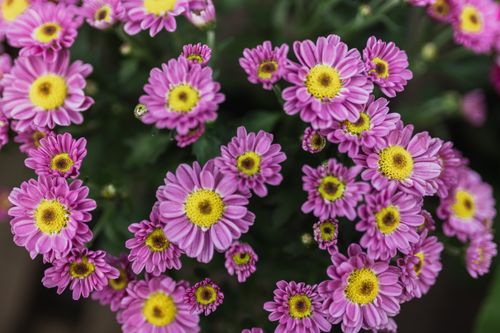 Free Close-up of purple chrysanthemums with vibrant yellow centers in full bloom. Stock Photo