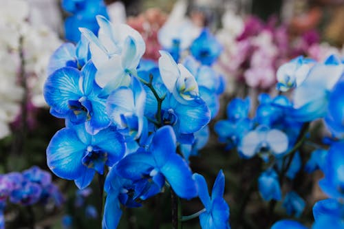 Blue and white flowers in a flower shop