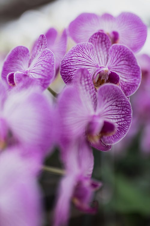 Purple orchids are shown in a close up