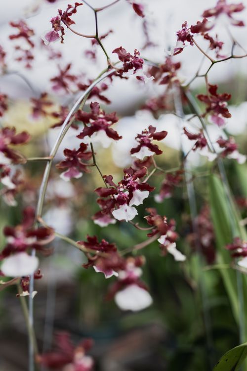 Free Vibrant red orchids in full bloom with soft focus background enhancing their elegance. Stock Photo