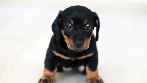 Close-up Photography Of Black And Tan Puppy