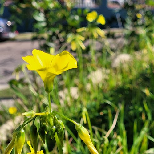 Základová fotografie zdarma na téma květiny, oxalis, žlutá