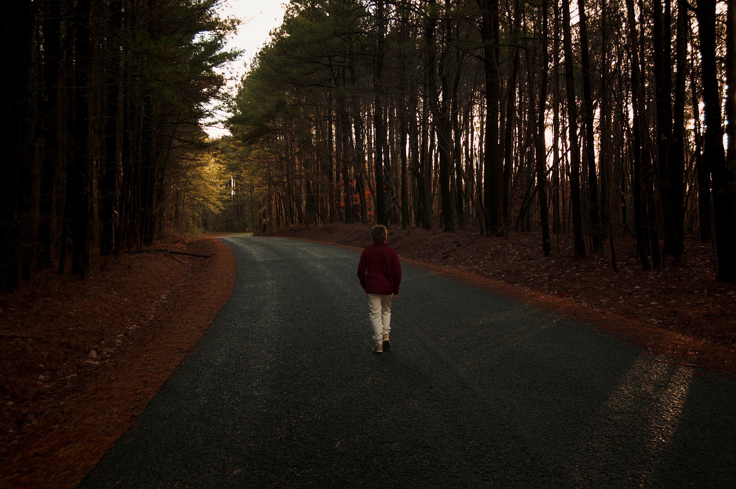 Back View of Person Walking on Road in Forest · Free Stock Photo