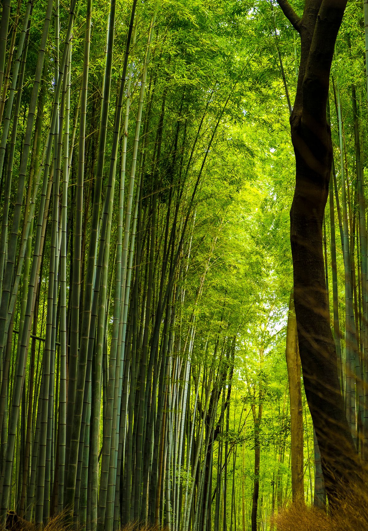 Dense green bamboo grove