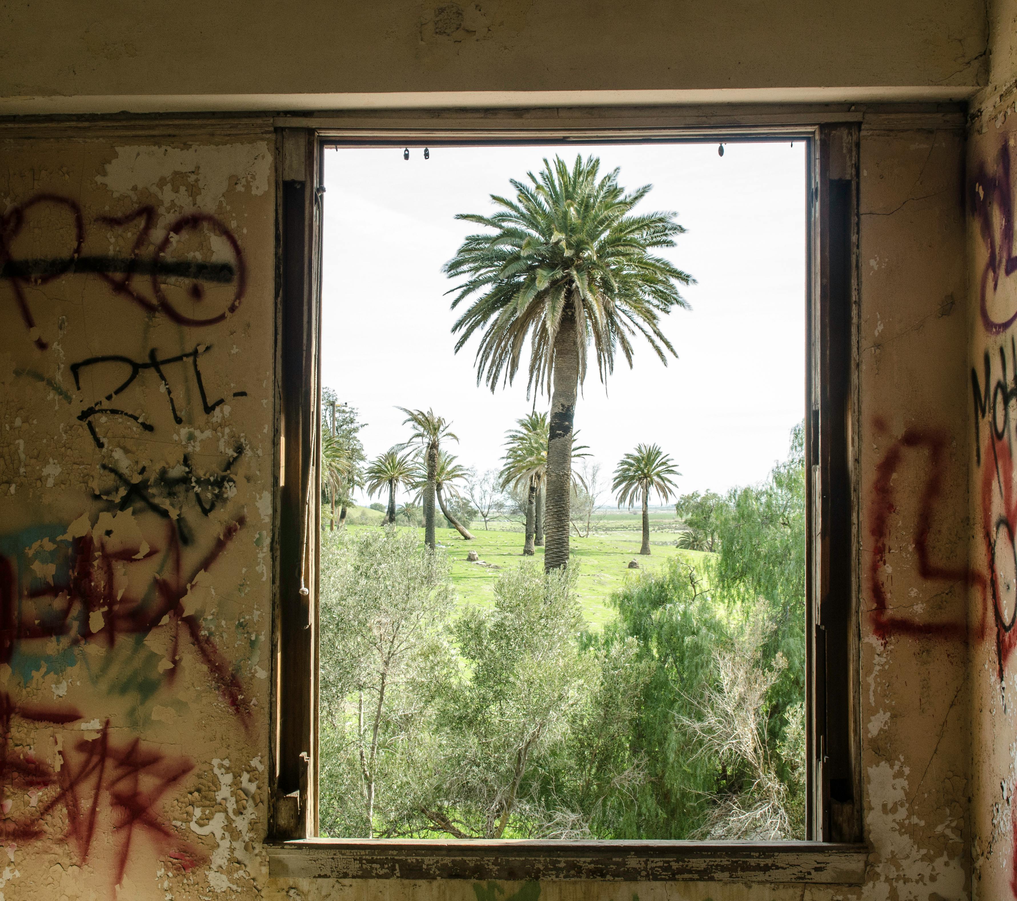 View of palm trees through a graffiti-covered window in an abandoned building in Byron, CA.