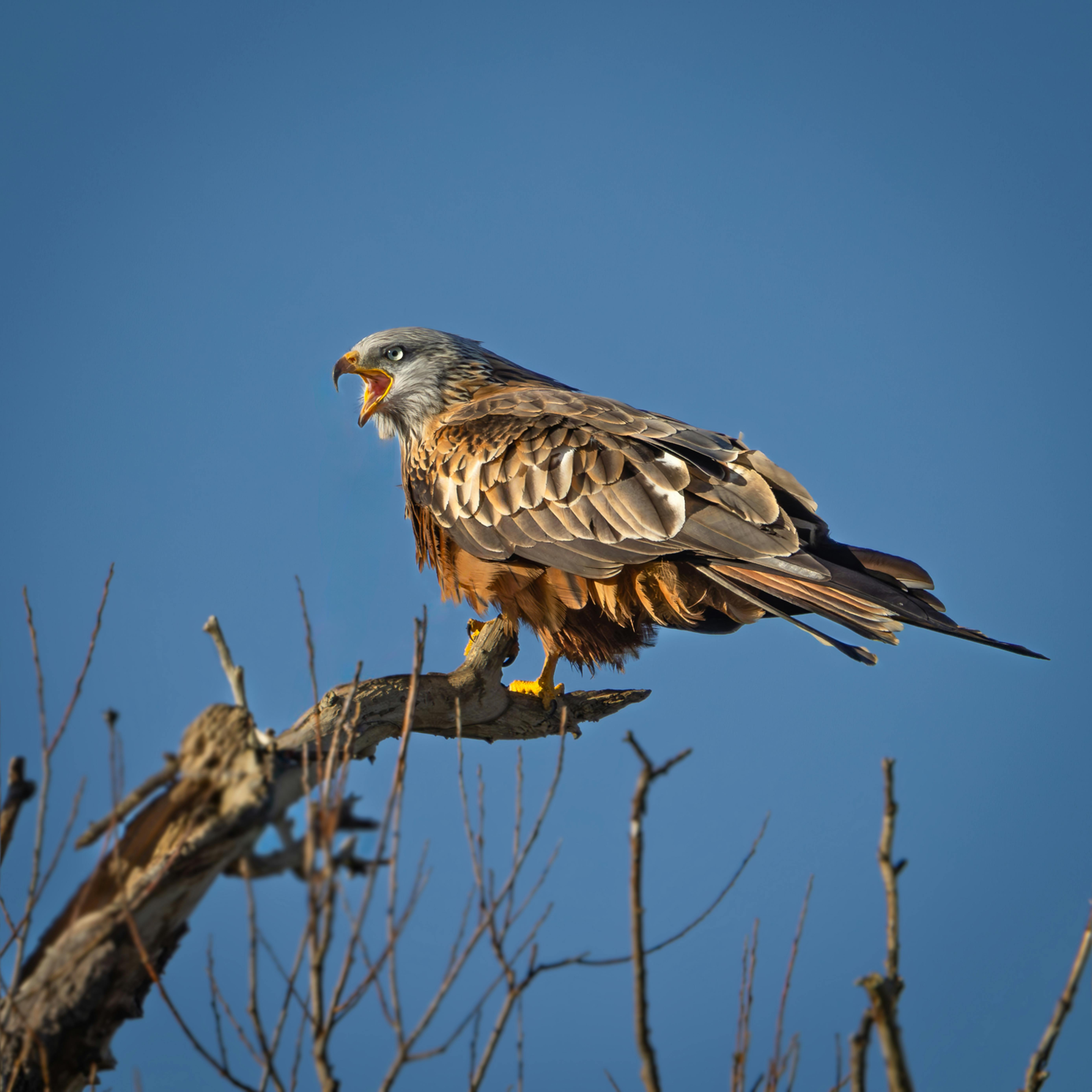 Hunting Nature Is Calling