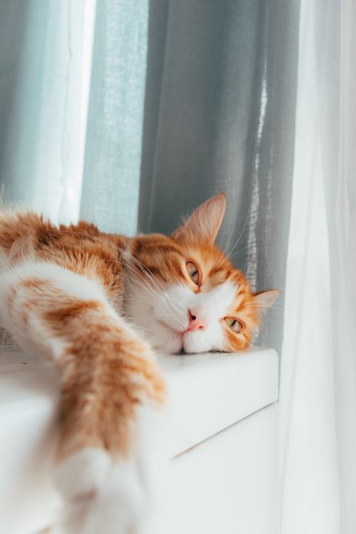 Free Charming ginger cat relaxing on a windowsill, enjoying the sunlight streaming through curtains. Stock Photo