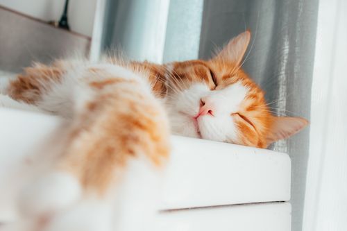Free Close-up of a ginger cat with eyes closed, sleeping on a white surface indoors. Stock Photo