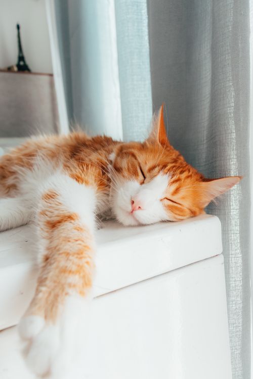 Free A peaceful ginger cat sleeps on a windowsill, capturing the essence of comfort and tranquility. Stock Photo