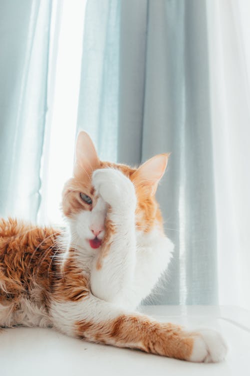 Free Ginger Cat Lying Down with Paw on Head Stock Photo