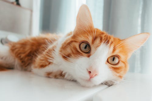 Free Ginger Cat Lying Down Stock Photo