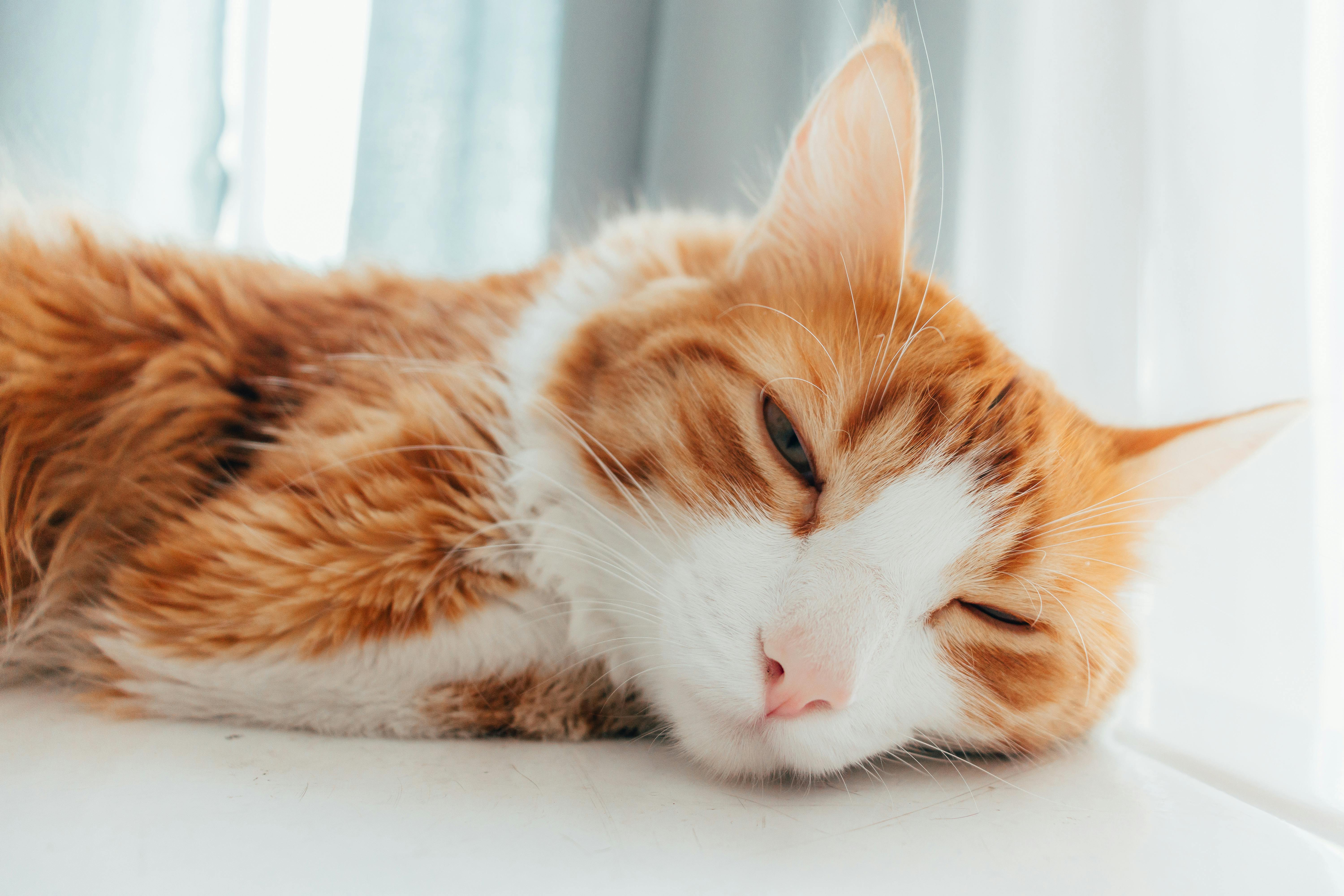 Close-up of Ginger Cat Lying on Floor · Free Stock Photo
