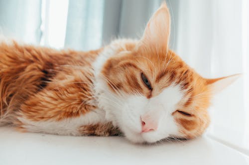 Free Head of Ginger Cat Lying Down Stock Photo