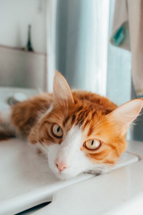 고양이, 귀여운, 노란 눈의 무료 스톡 사진