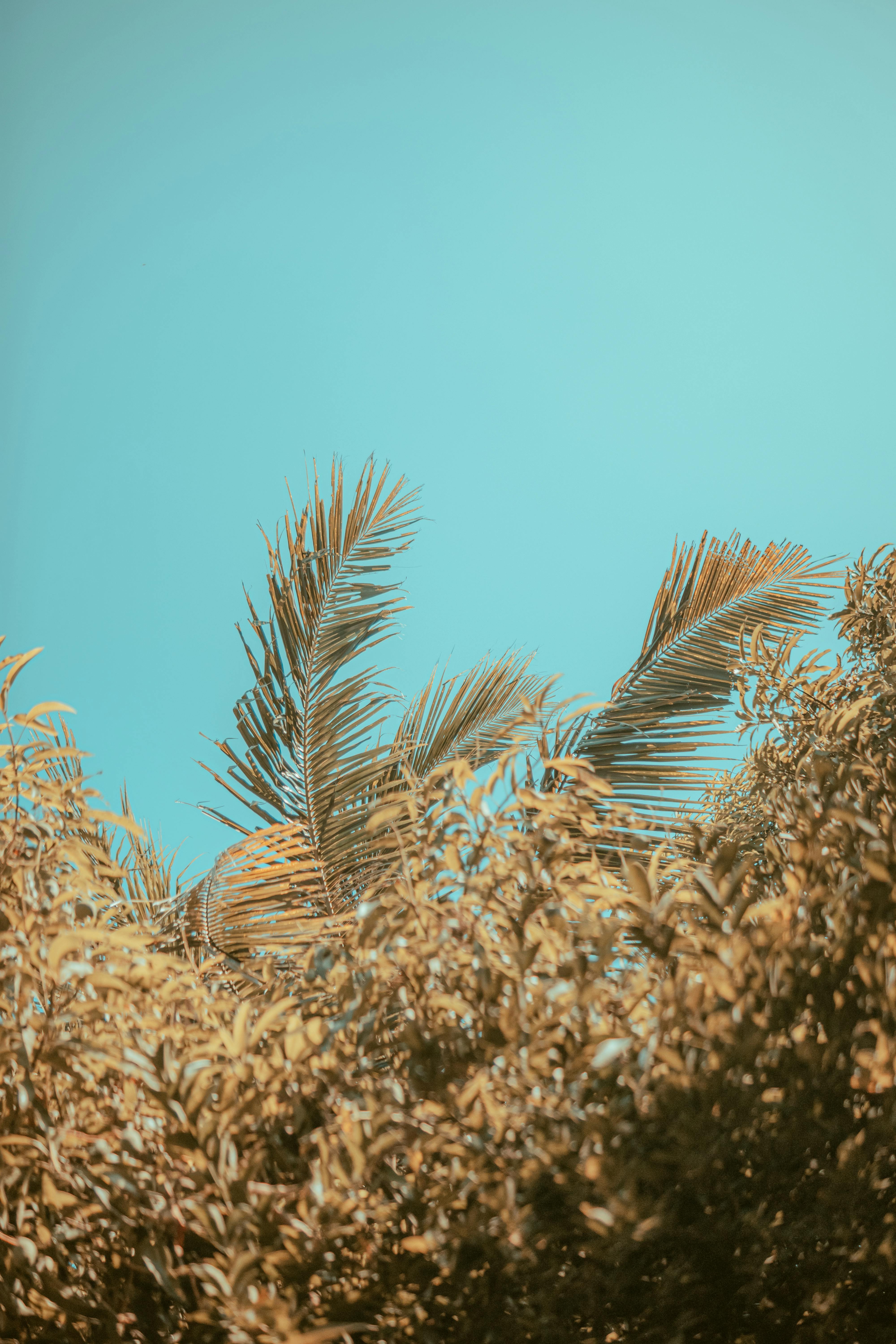 Golden palm leaves contrast brilliantly against a clear blue sky, capturing tropical summer vibes.