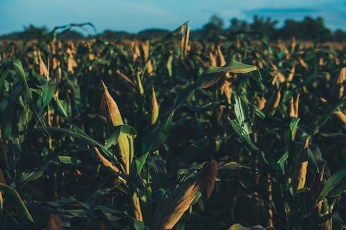 Бесплатное стоковое фото с зерновое поле, злак, кукуруза