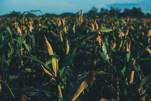 A corn field with many plants growing in it