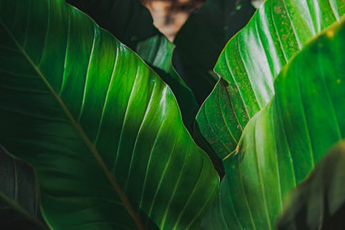 Green Thick Leaves