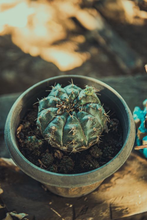 Free Close-up of a potted cactus viewed from above, showcasing its unique texture and spikes. Stock Photo