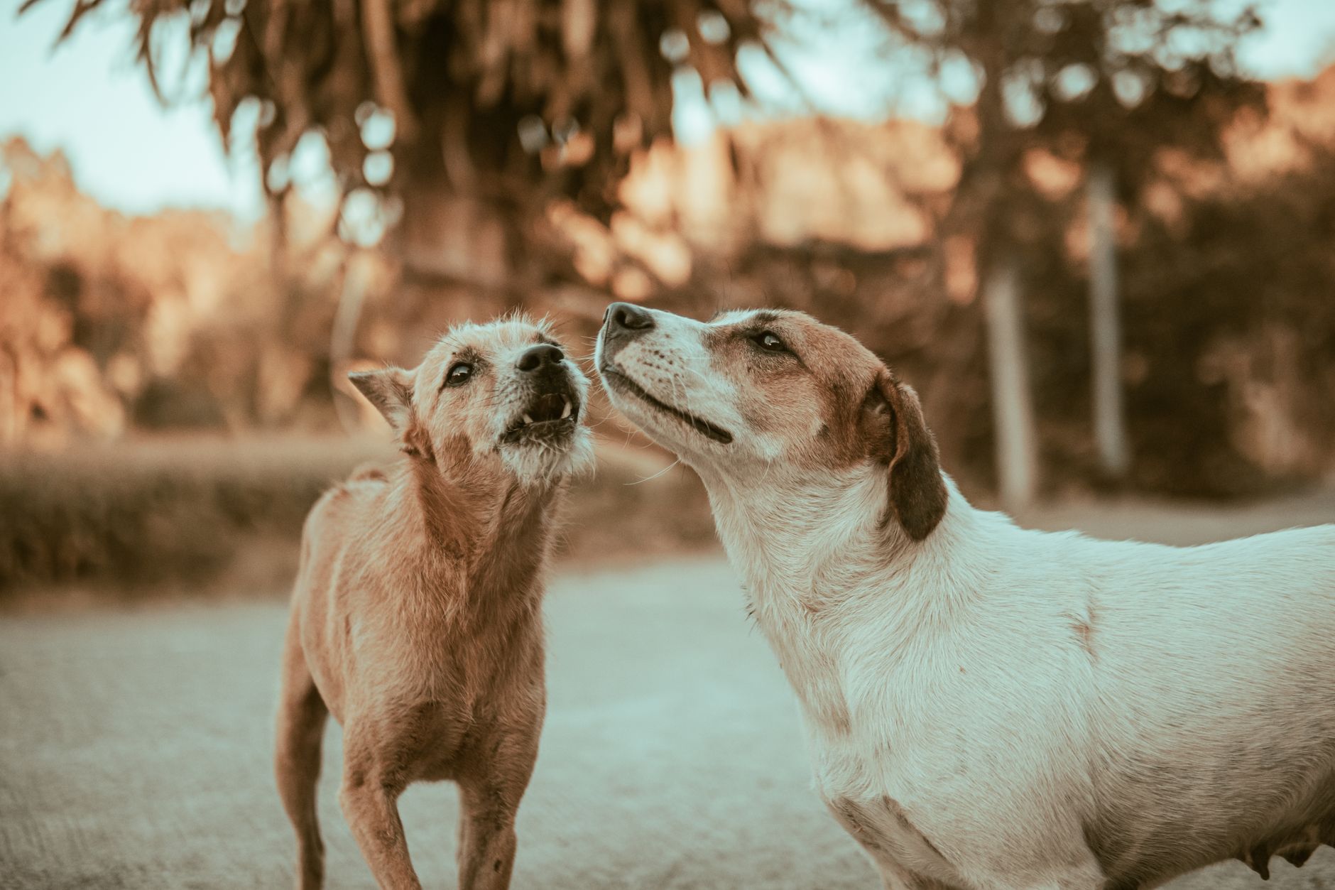 Understanding the Canine Histamine Circus