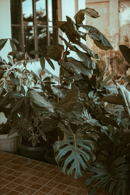 Foto profissional grátis de costela-de-adão, ecológico, em vaso