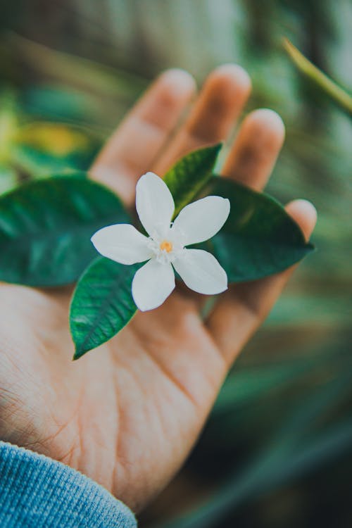 Hand of a Person Holding a White Flower 