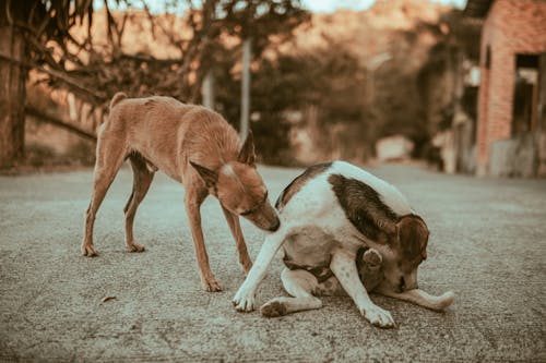 Photos gratuites de animaux de compagnie, chiens, mise au point sélective