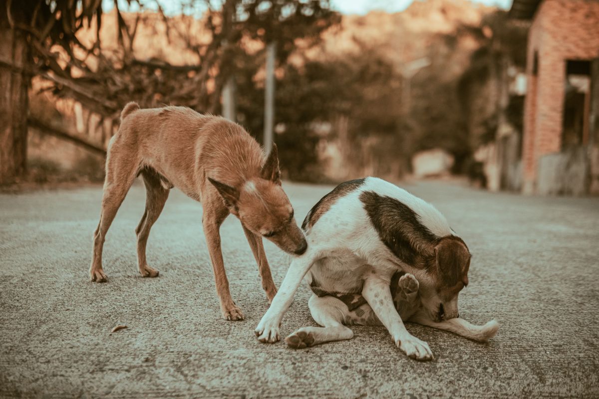 vermifuge naturel chien - Pourquoi vermifuger son chien ?