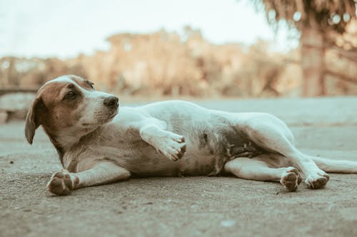 Free A Puppy Lying on the Ground Stock Photo