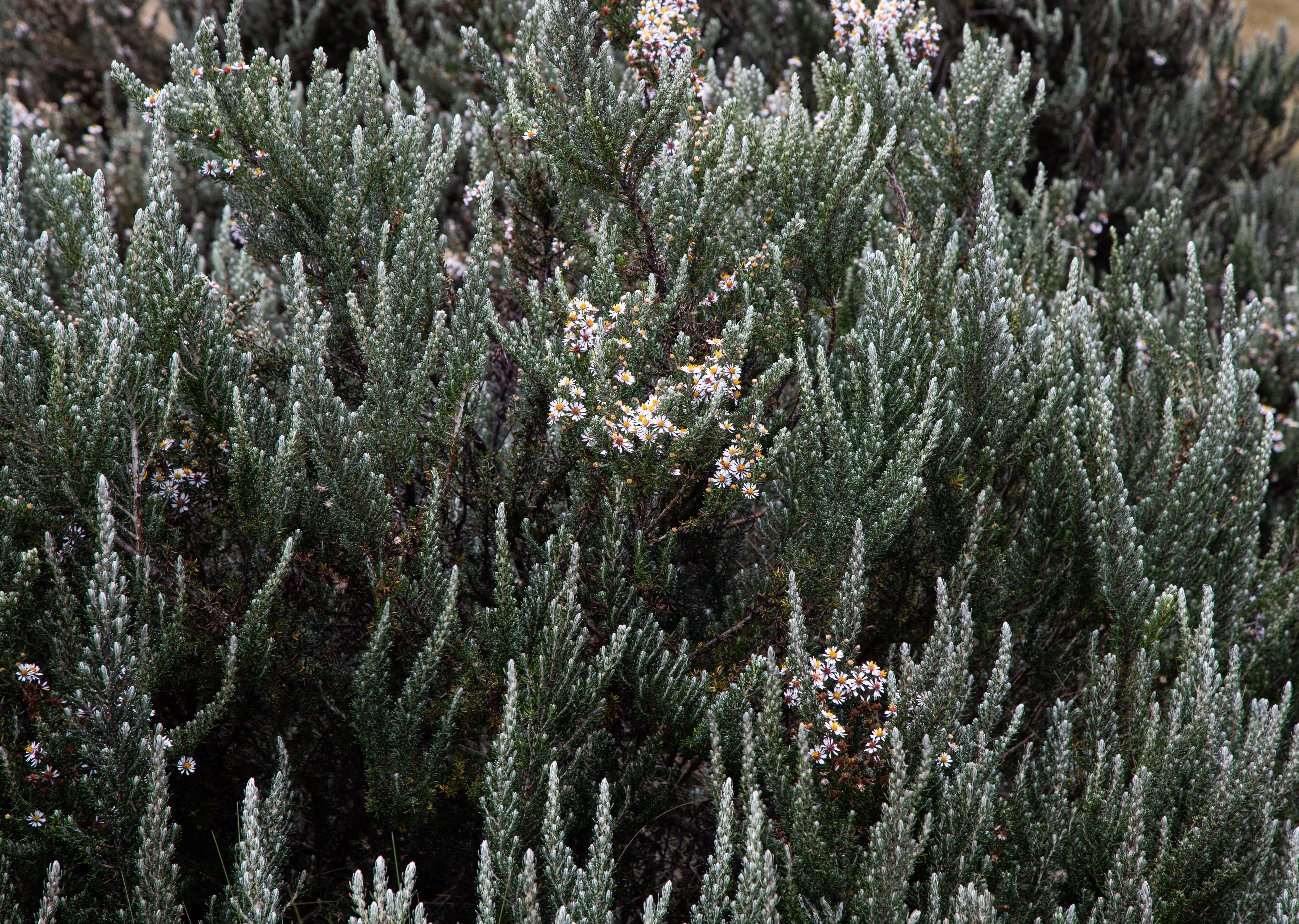 Detailed view of a lush heather bush with tiny white flowers, perfect for nature themes.