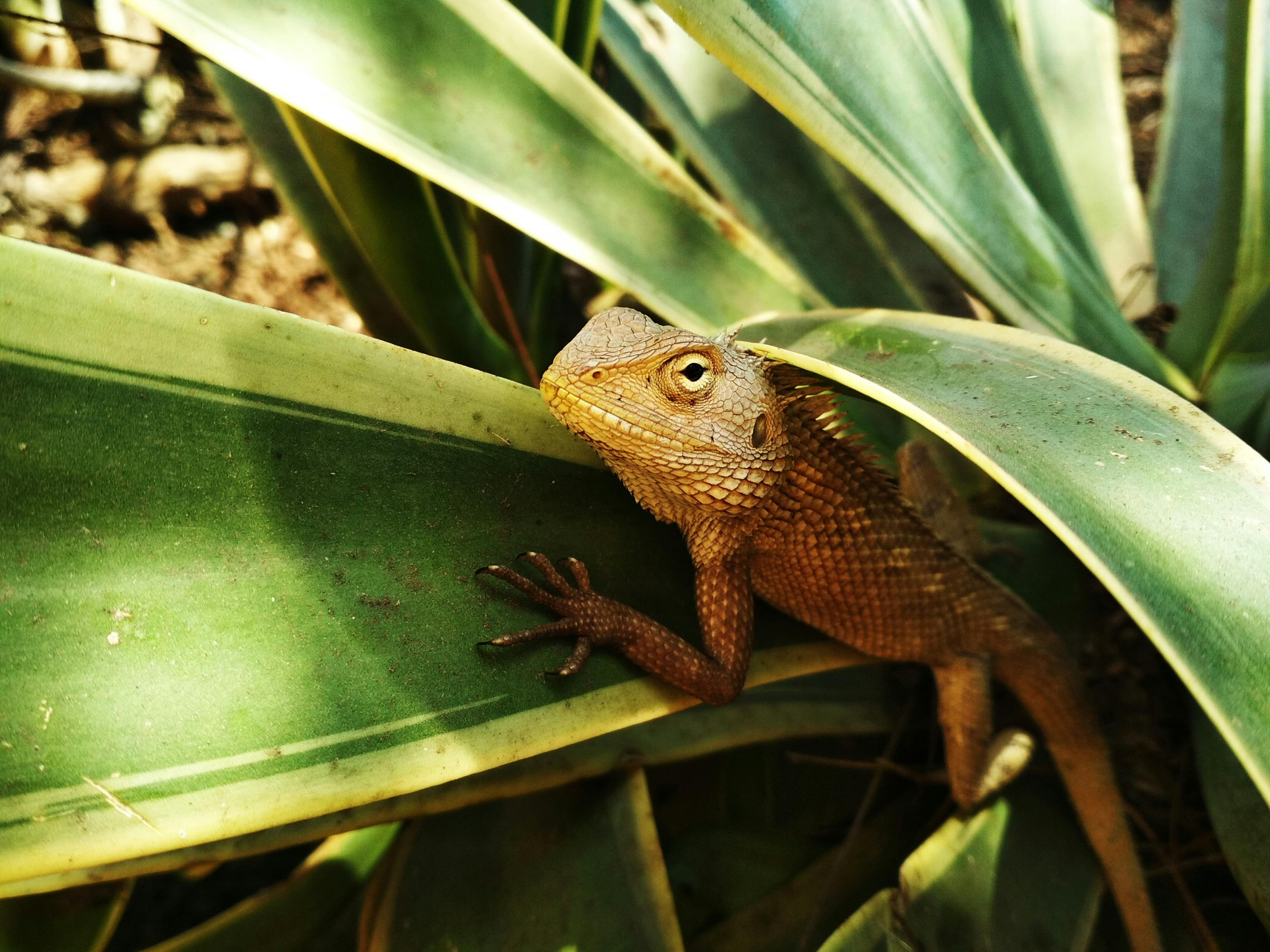Bearded Dragon On Plant · Free Stock Photo