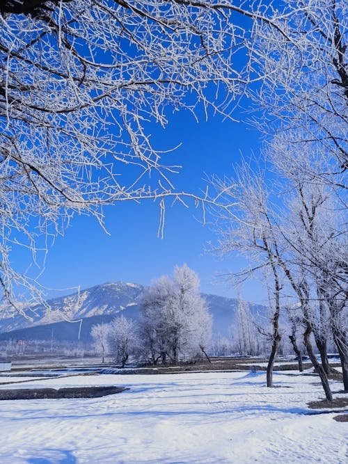 Free Snow Covered Rural Lanscape with Trees and Mountains in the Distance  Stock Photo