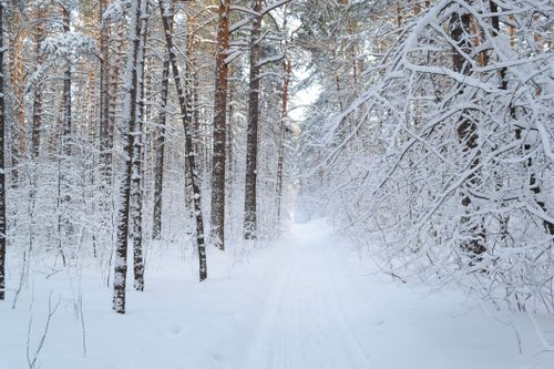 Free Tranquil snowy forest path through dense conifer trees in a serene winter landscape. Stock Photo