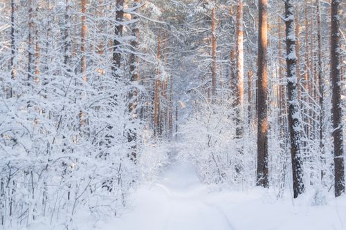 Free A tranquil snowy trail winding through a winter forest with tall trees and fresh snow. Stock Photo