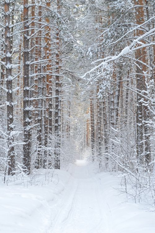 Free Tranquil snowy path through a tall, serene winter forest. Stock Photo