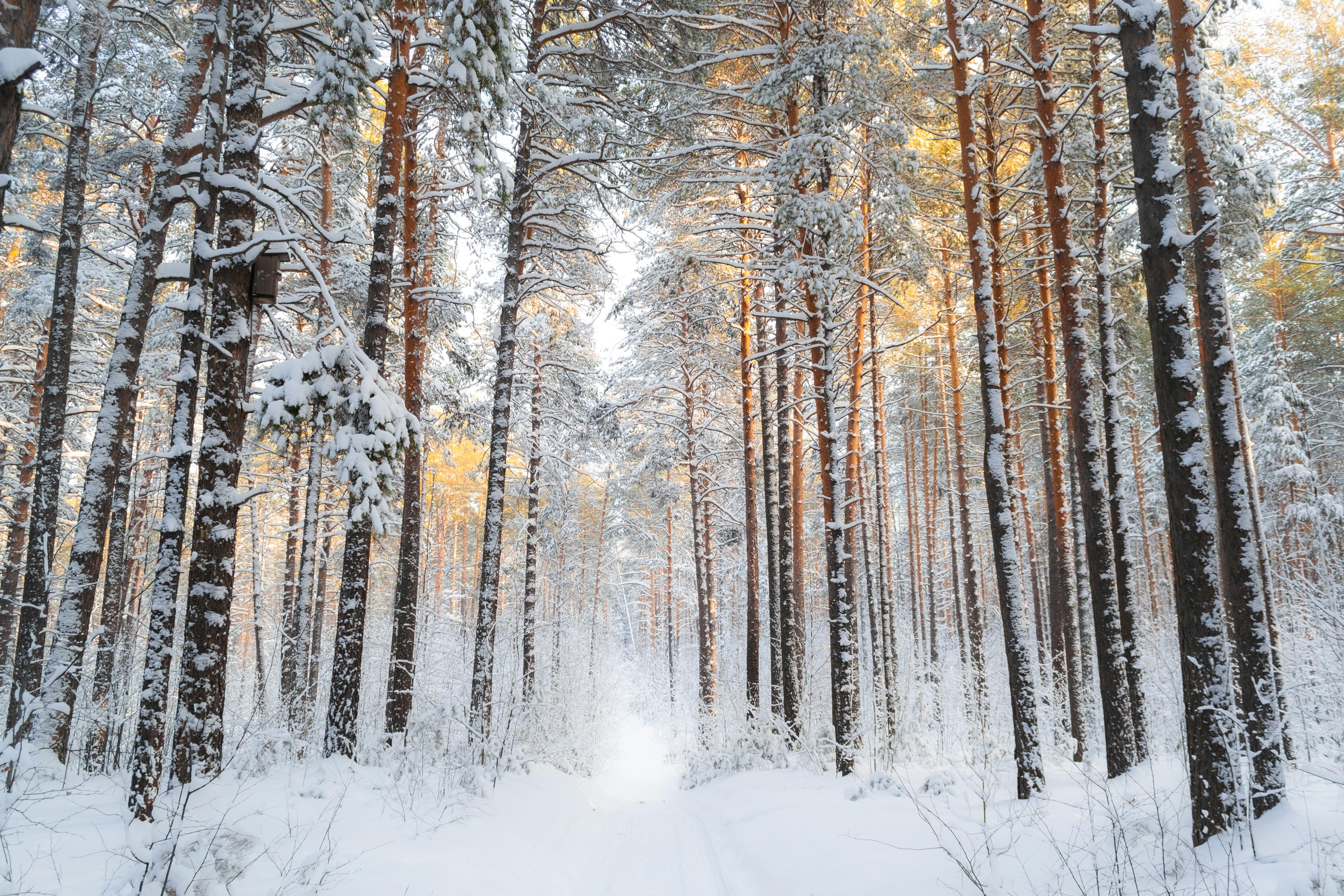 Snow in Deep Forest in Winter · Free Stock Photo