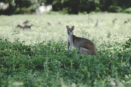 Gratis stockfoto met dieren in het wild, dierenfotografie, kangoeroe