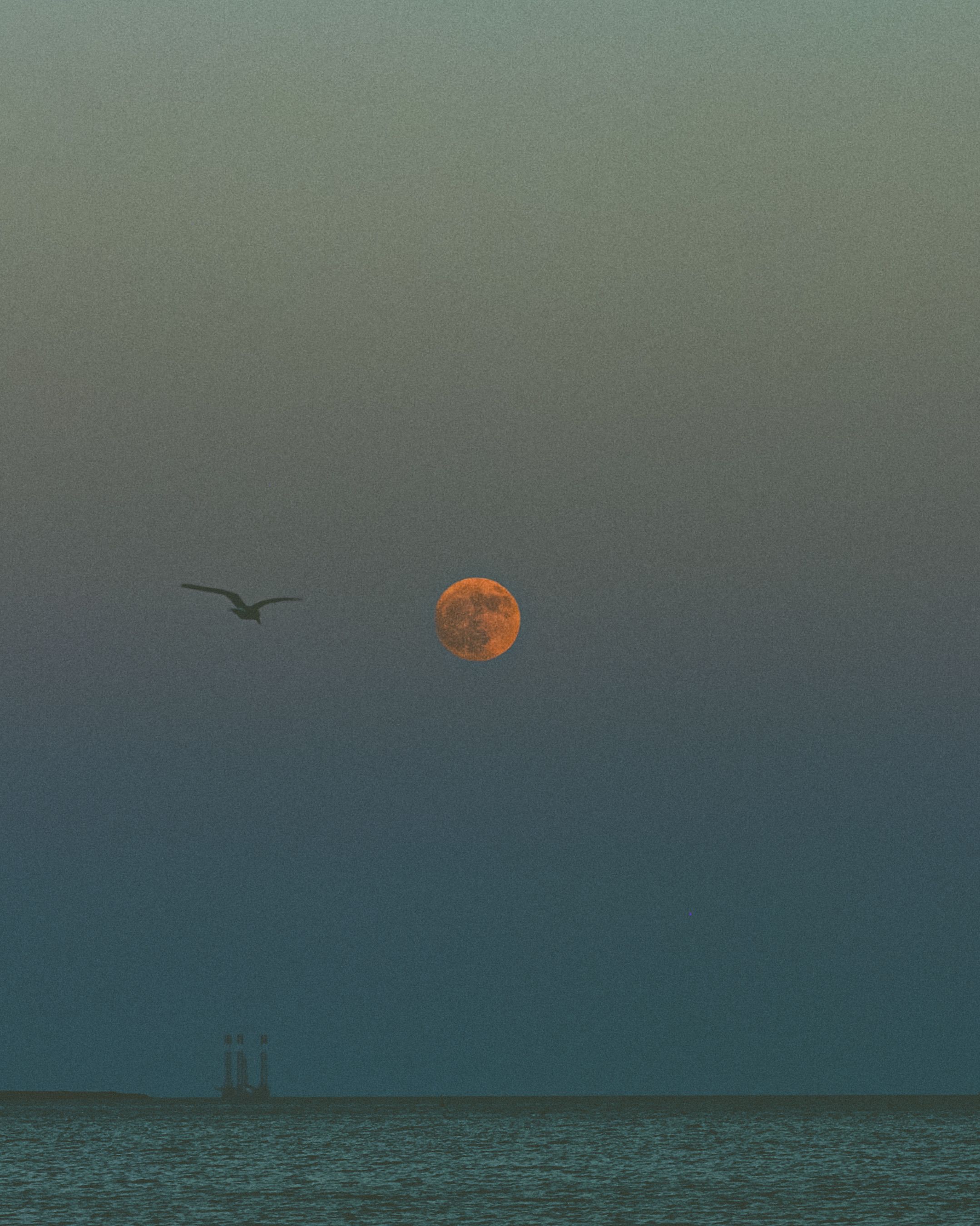Relaxing view of a bird flying under a large moon over the tranquil sea in Baku, Azerbaijan.