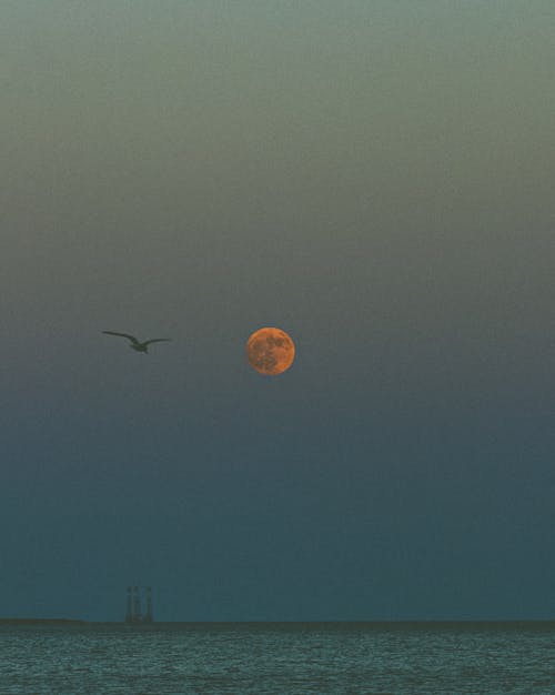 akşam karanlığı, animal, ay içeren Ücretsiz stok fotoğraf
