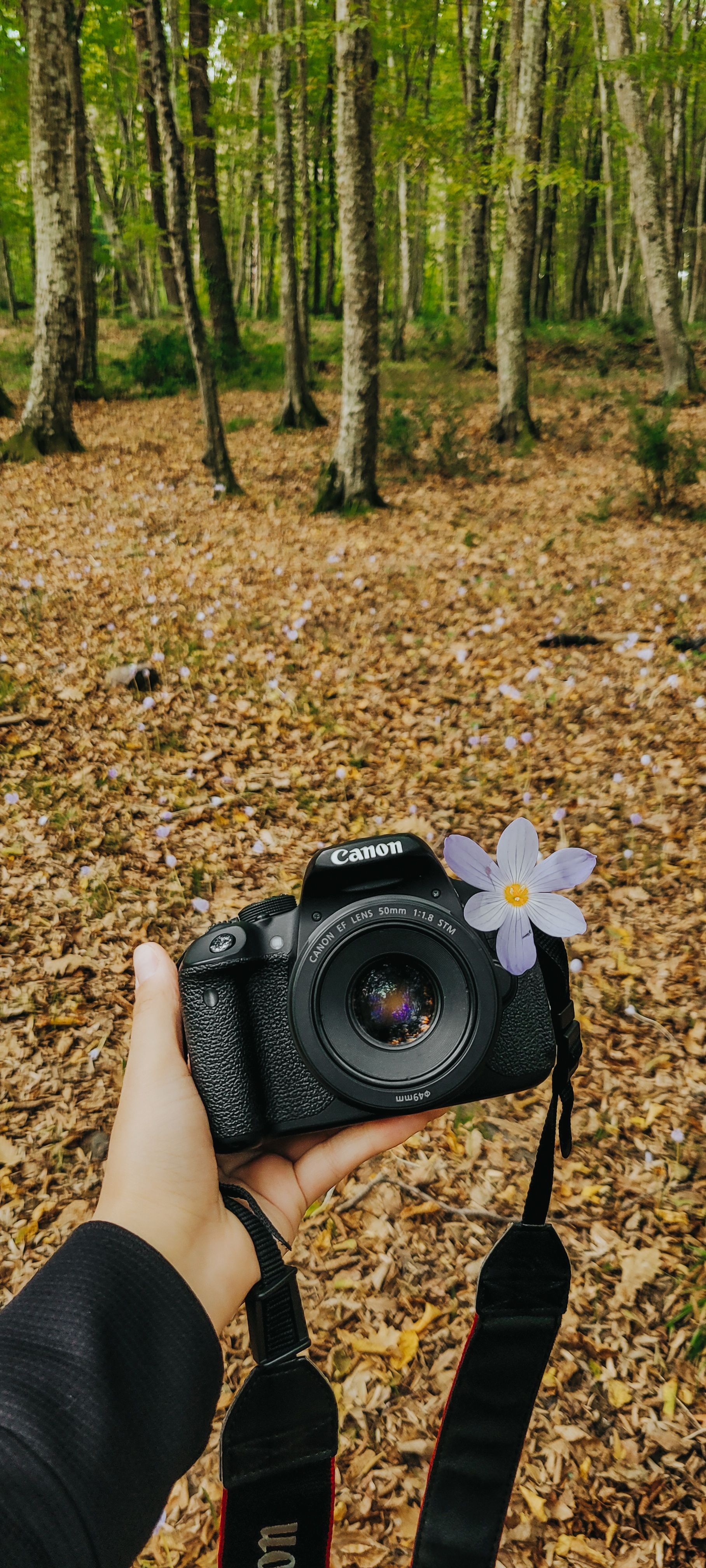 A hand holds a camera decorated with a flower in a forest during fall.