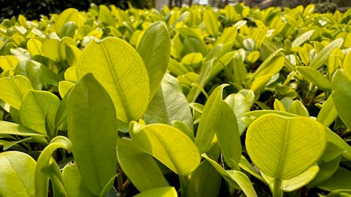 green leaves in sunny bright daylight