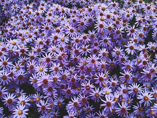 Purple Blooming Flowers