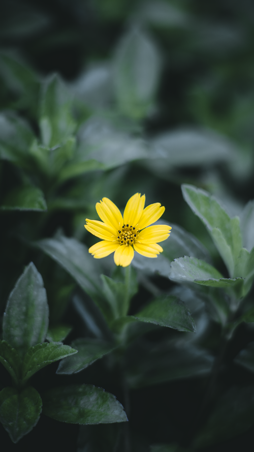 Free Vibrant yellow flower with lush green leaves, captured in soft focus, creating a serene nature scene. Stock Photo