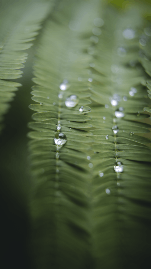 A close up of a fern leaf with water droplets