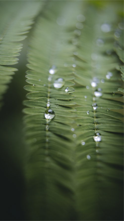 Free Detailed shot of green fern leaves decorated with fresh dew drops, showcasing natural beauty. Stock Photo