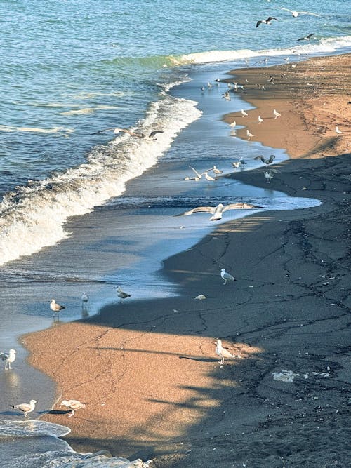 Foto profissional grátis de animais, areia, bando