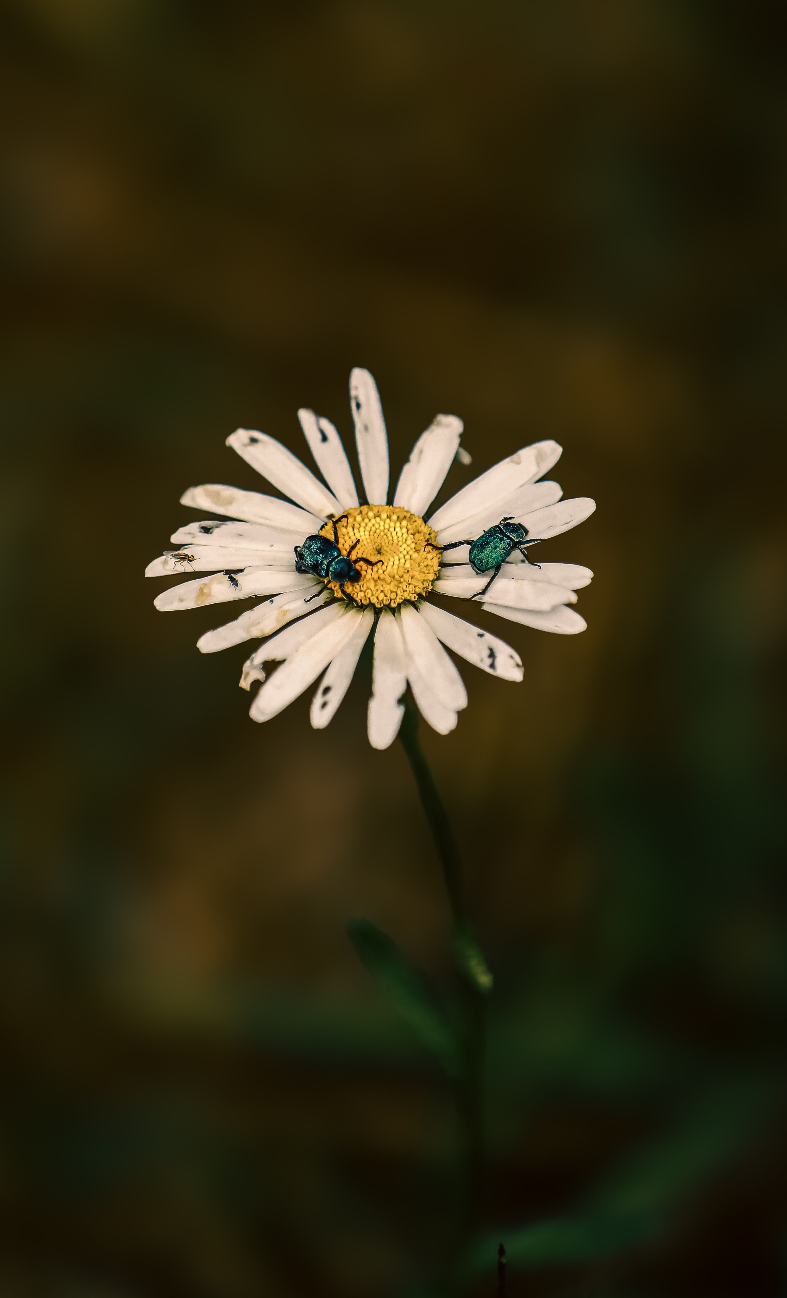 Bugs on White Flower · Free Stock Photo