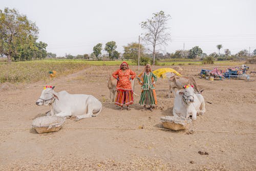 Δωρεάν στοκ φωτογραφιών με αγελάδα, αγρόκτημα, αγρότες