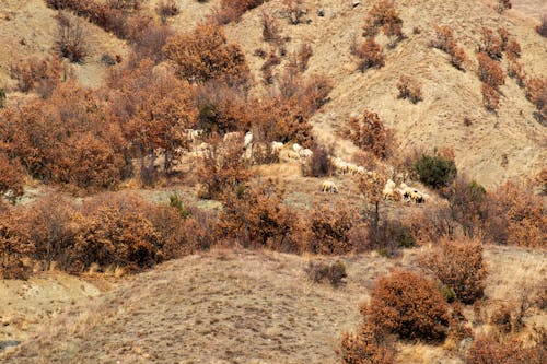 Sheep on Hills with Trees